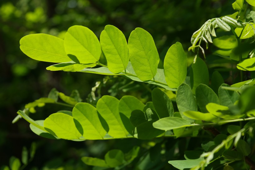 綠色的槐樹(shù)葉子圖片