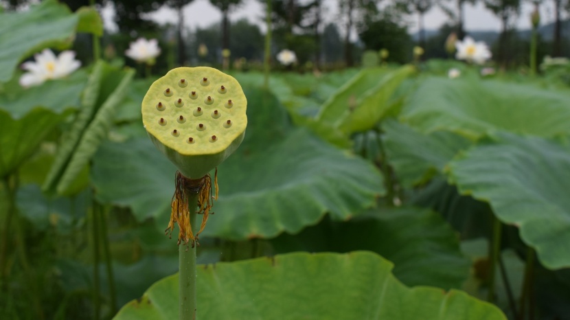 绿色新鲜的莲蓬图片