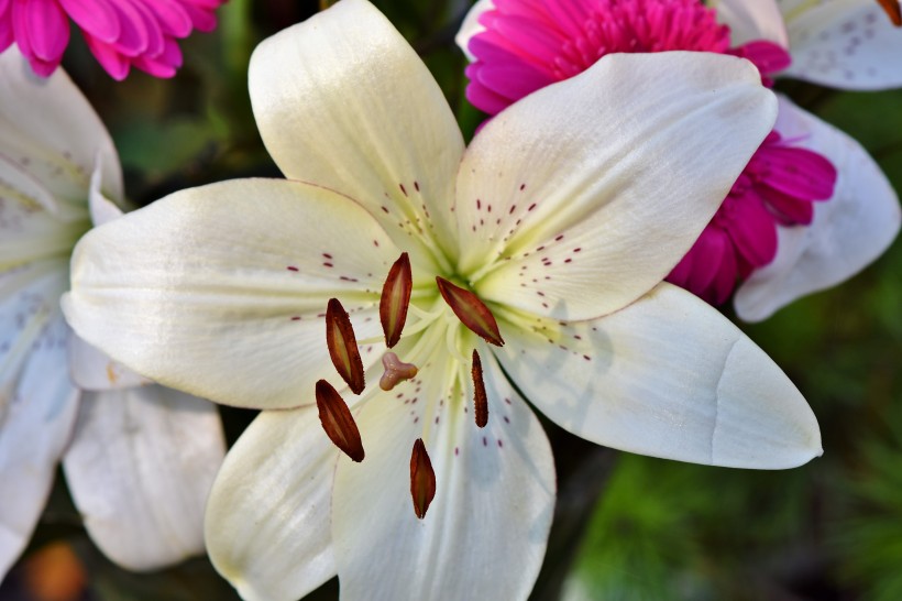 优雅芳香的百合花图片