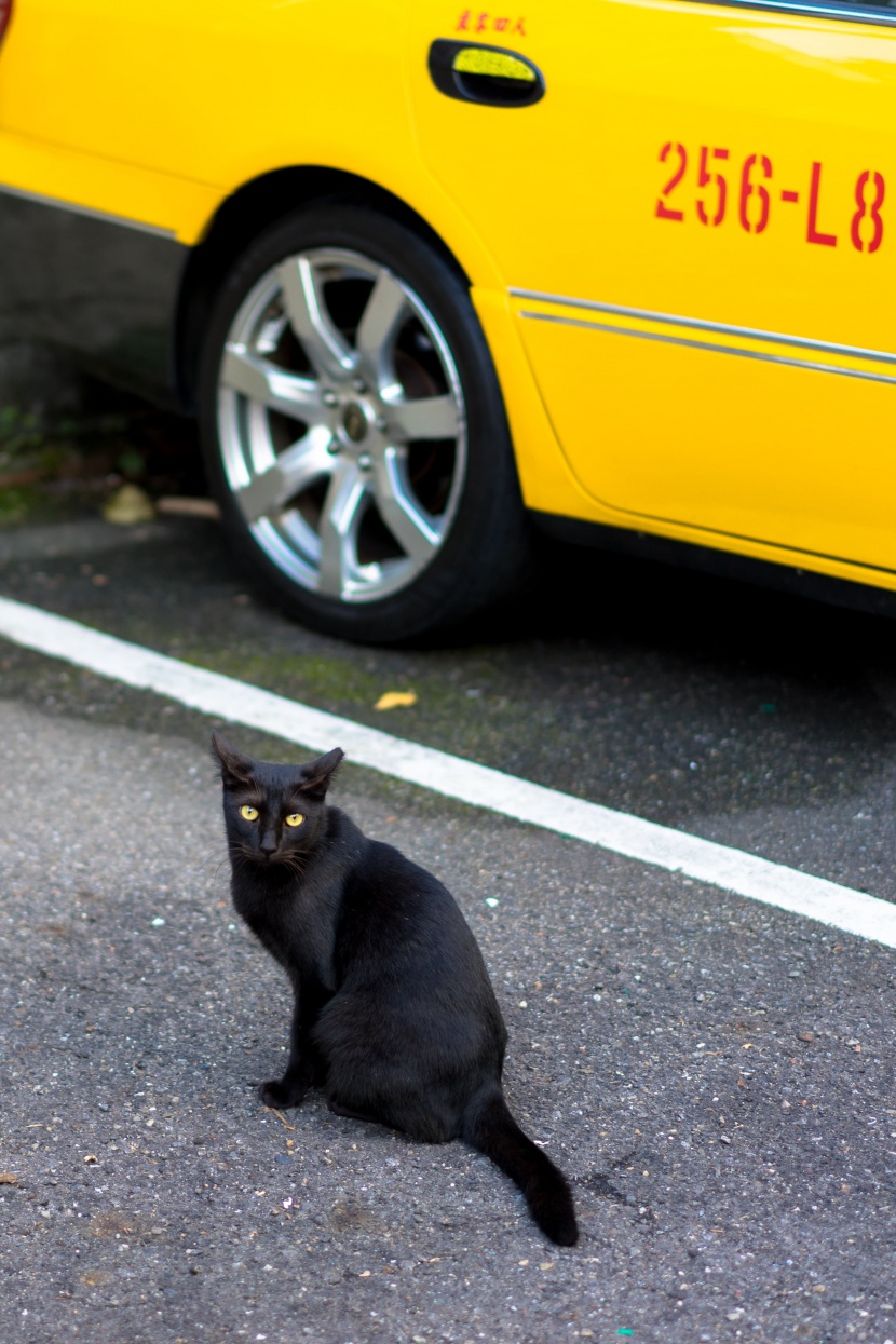 聪明机灵的黑猫图片