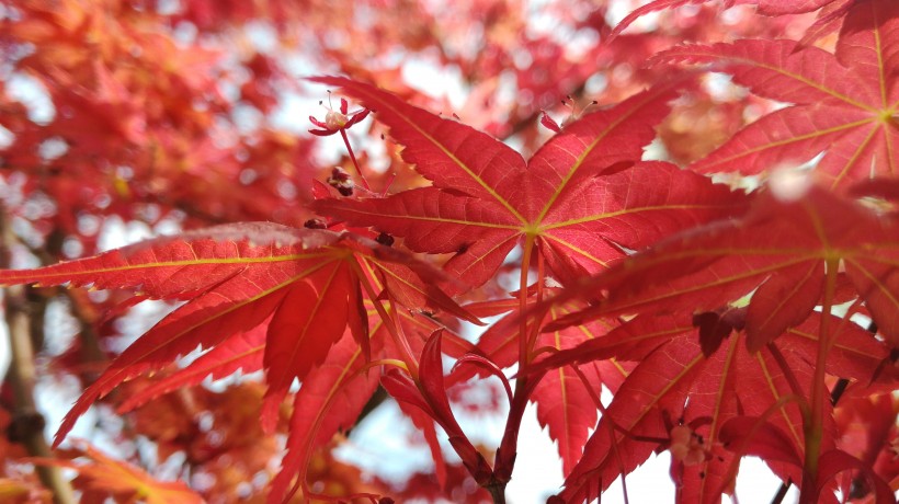 紅色的樹葉圖片