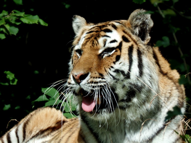 動物園里的老虎圖片