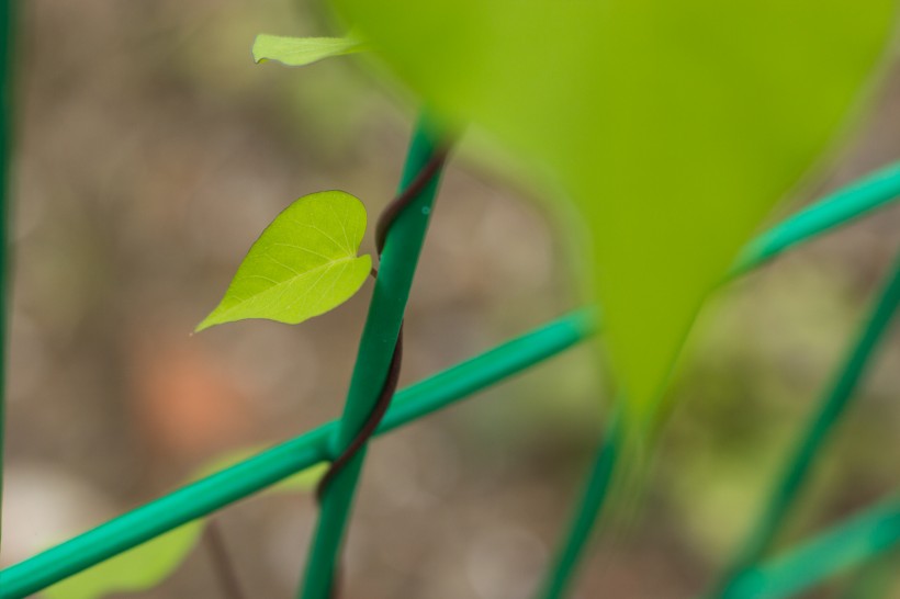 绿色栏杆上的爬山虎图片