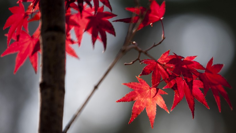 秋季红色的枫叶图片