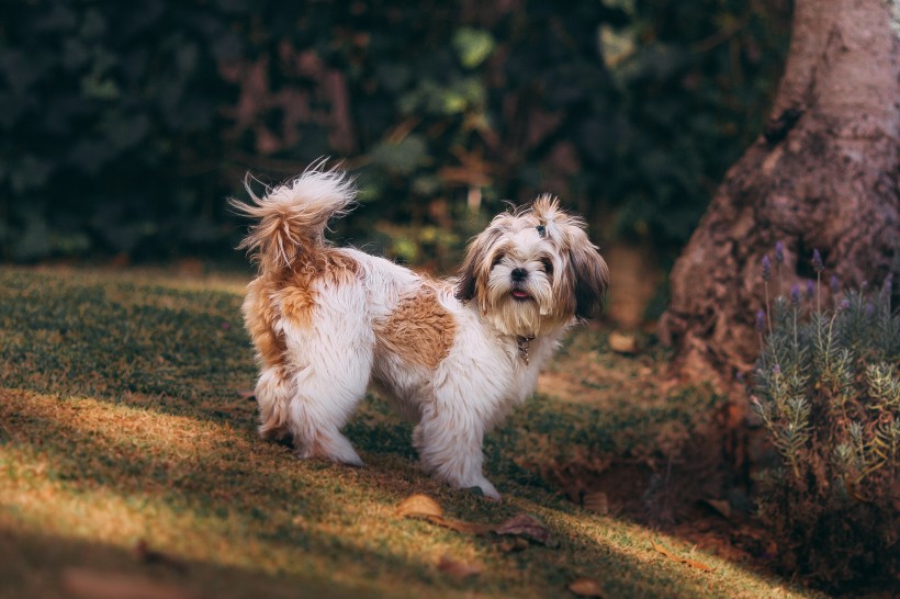 可爱的西施犬图片