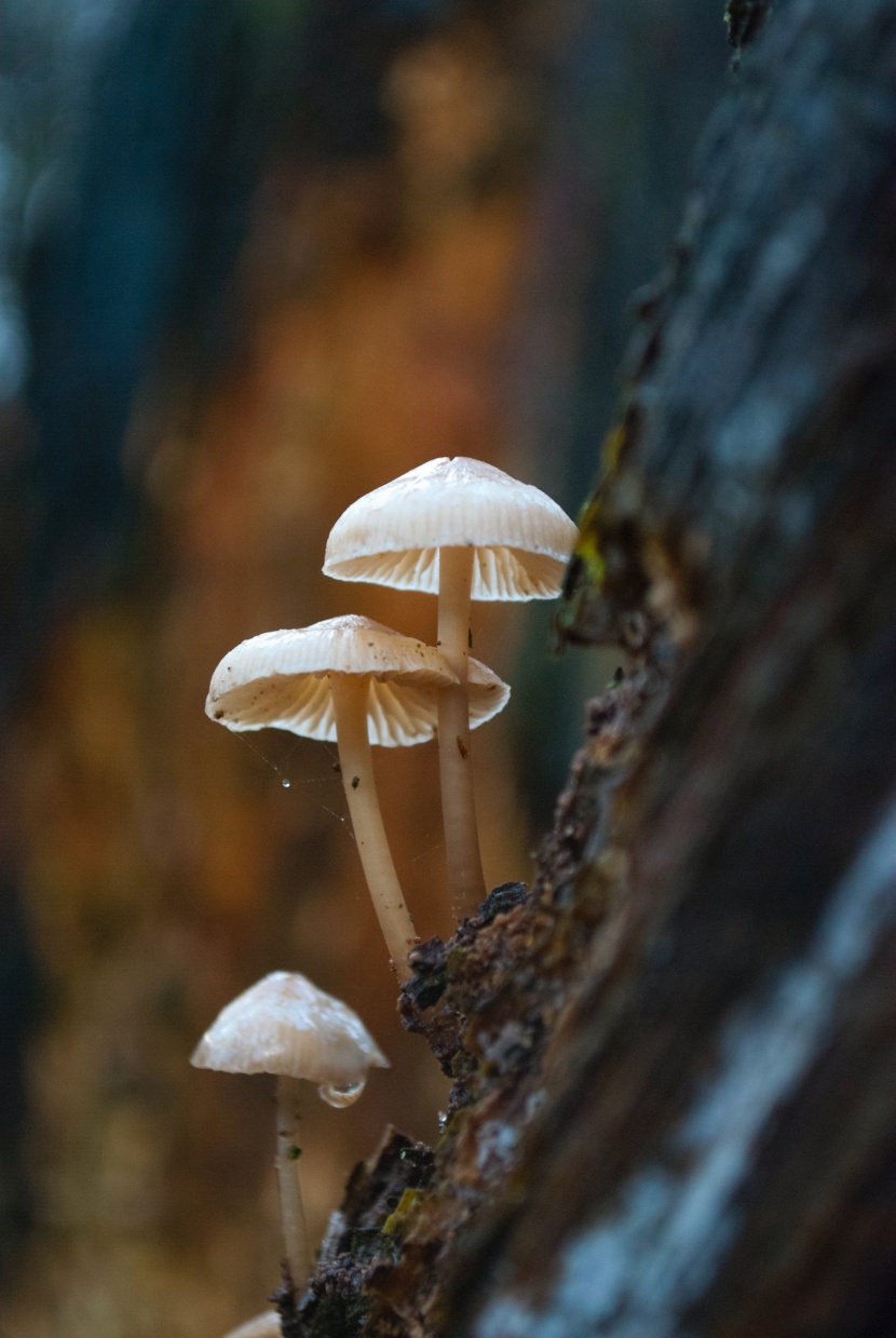 森林中野生的蘑菇图片