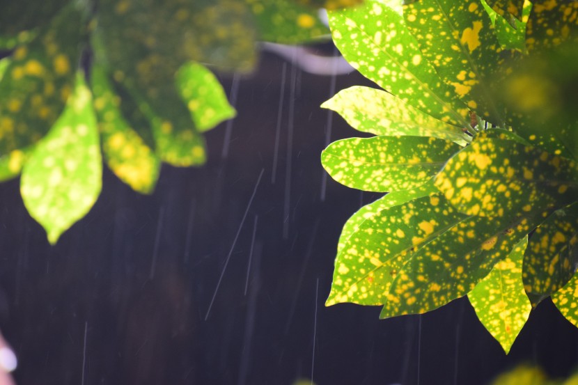 雨中的植物图片