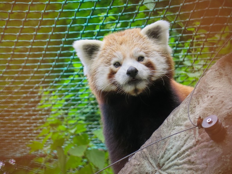 可爱的小熊猫图片