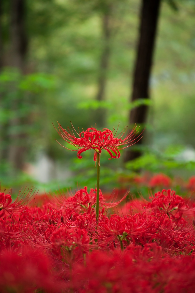 紅色曼珠沙華特寫圖片