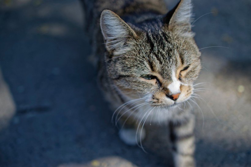 灰色的小猫图片