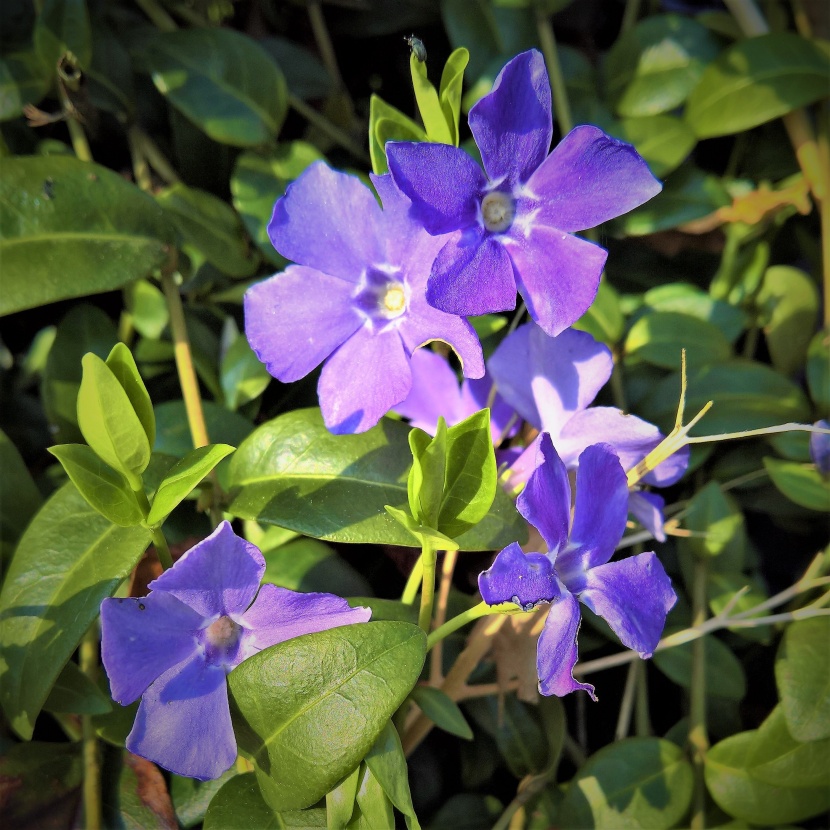 各種顏色的長(zhǎng)春花圖片