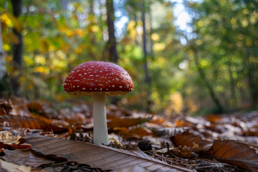 森林里的紅色毒蠅傘蘑菇圖片