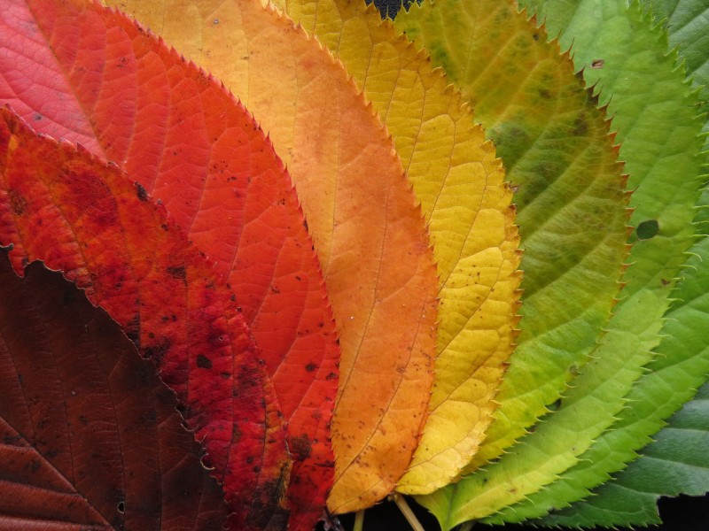 秋天颜色丰富的树叶图片