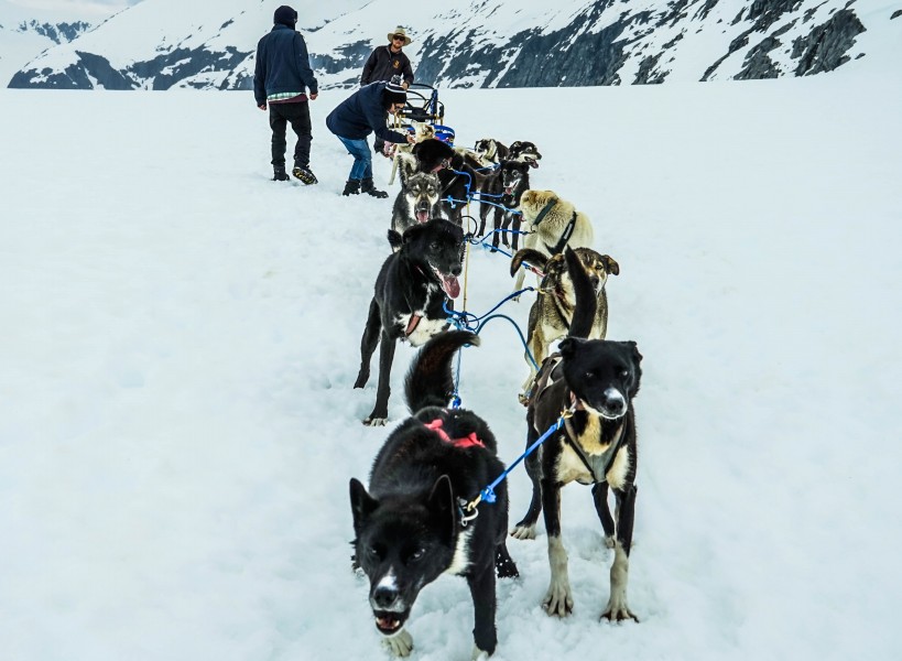 雪地上的雪橇犬图片