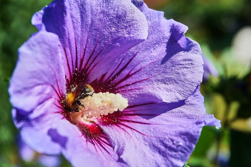 纖細(xì)純潔的芙蓉花圖片