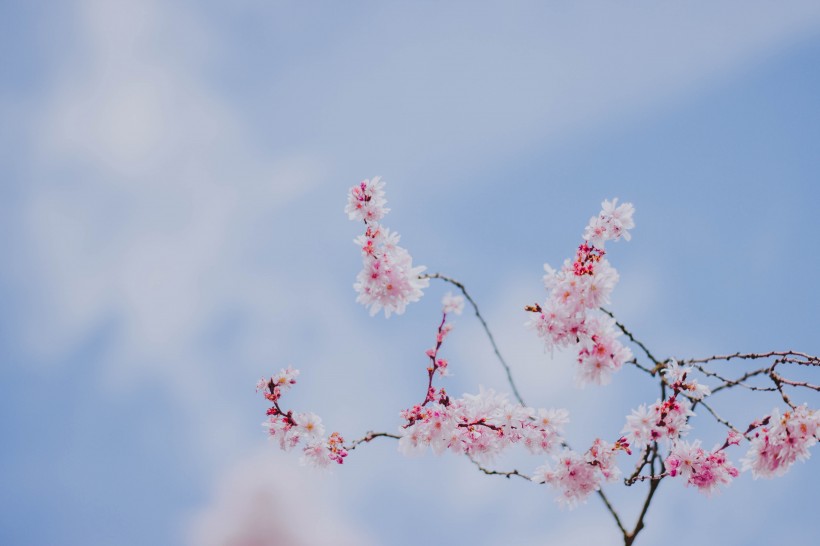 傲雪凌霜有气节的梅花图片