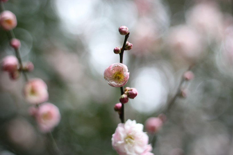 粉色的江梅花图片