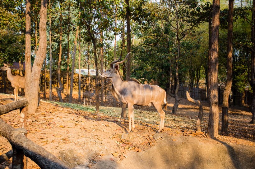 泰國動物園圖片