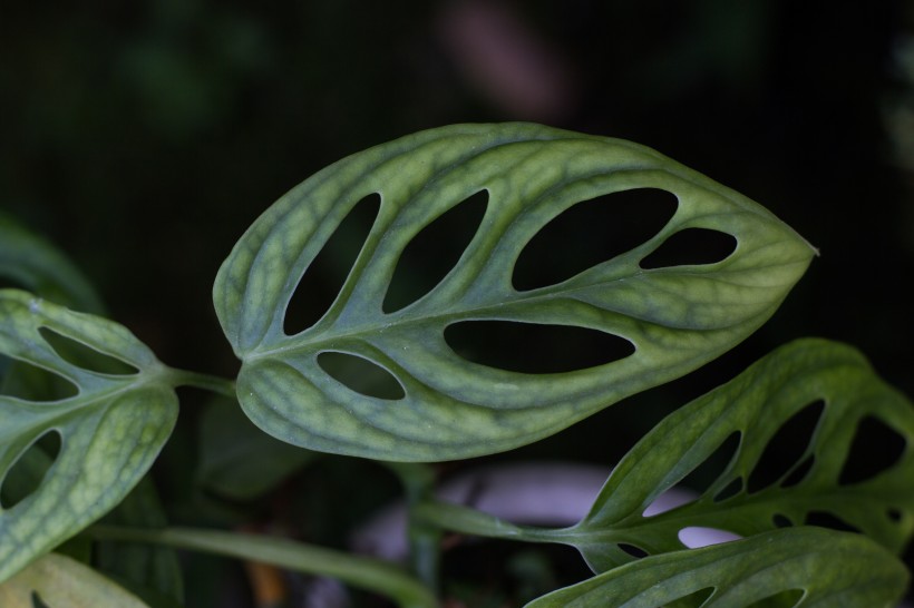 绿油油的植物叶子图片