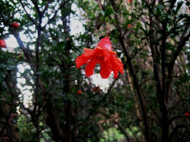 火紅的石榴花圖片