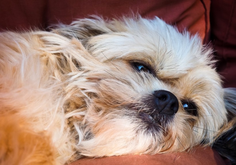 可愛的西施犬頭部圖片