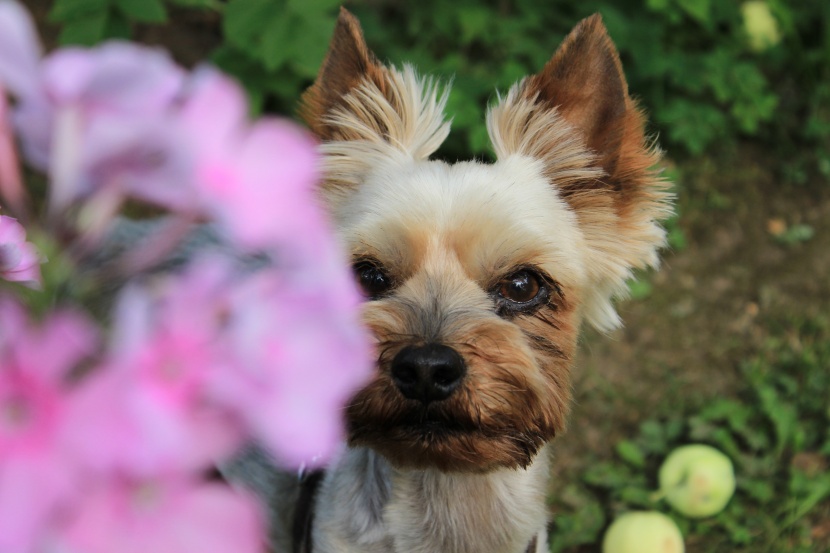 嬌小活潑的約克夏梗犬圖片