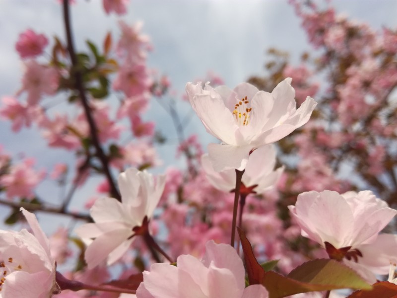 粉色的桃花圖片