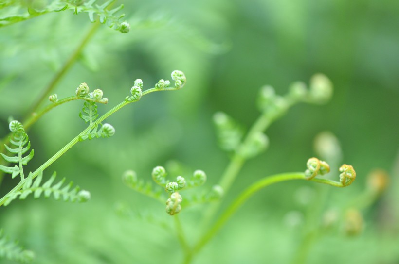 绿色的蕨菜图片