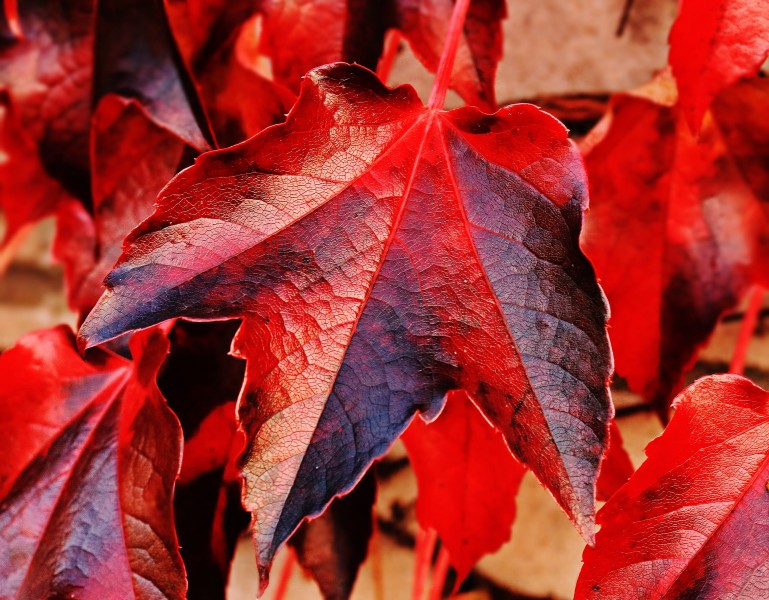 秋天紅色的楓葉圖片