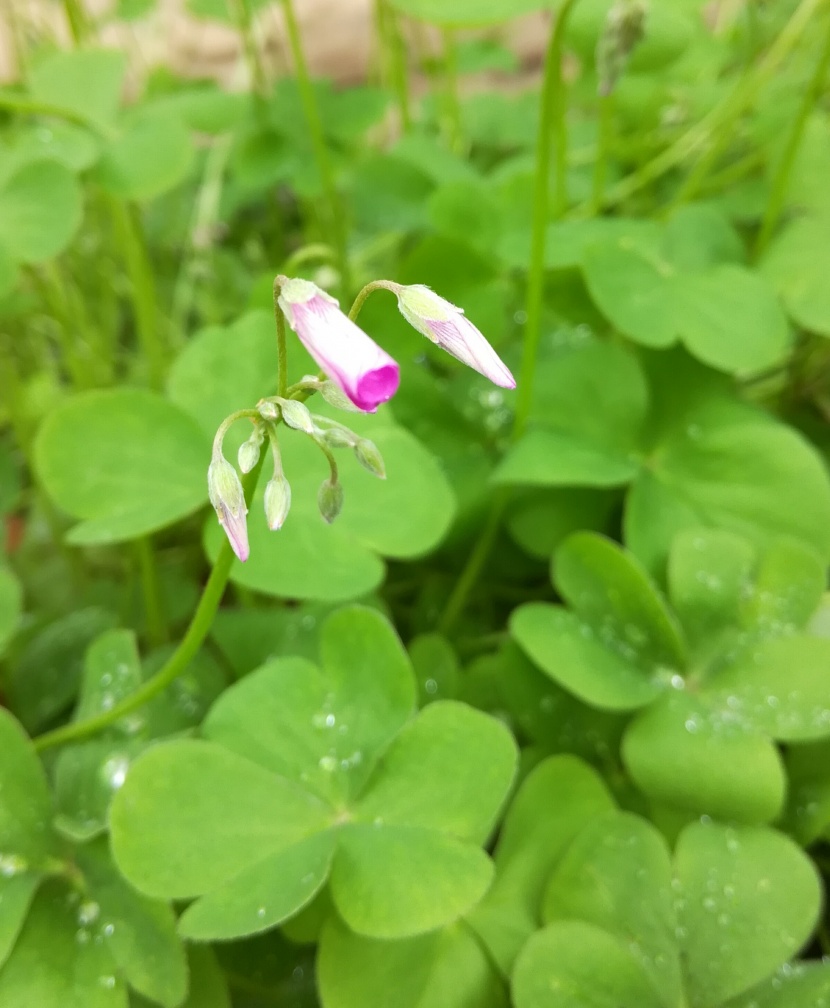 路邊的野花圖片