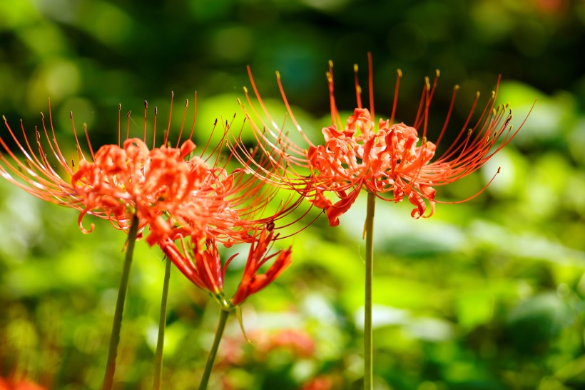 紅色熱情的曼珠沙華圖片