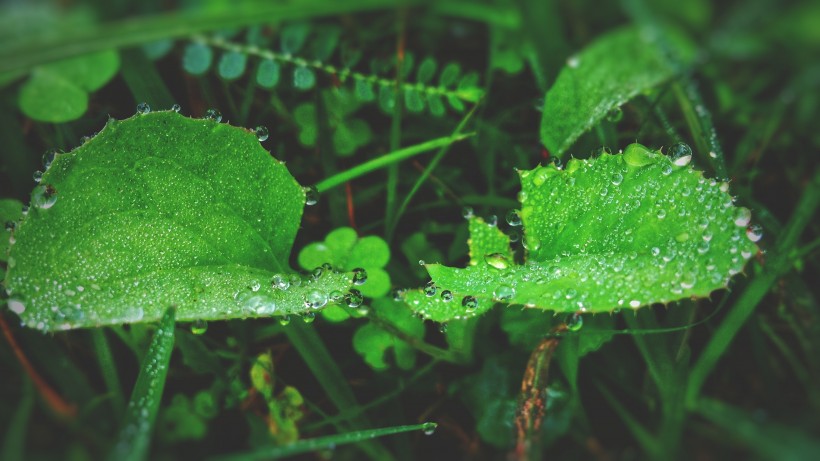 植物葉子上的水珠圖片