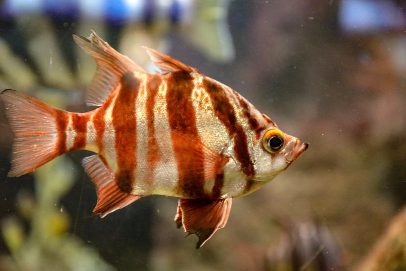 芝加哥谢德水族馆图片