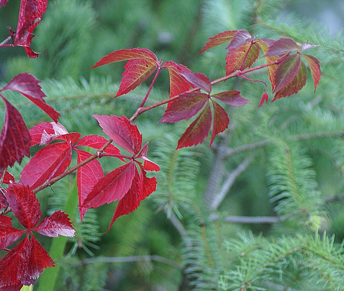 綠色和紅色努力攀巖的爬山虎圖片