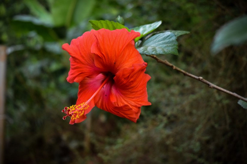 纖細(xì)清雅的芙蓉花圖片