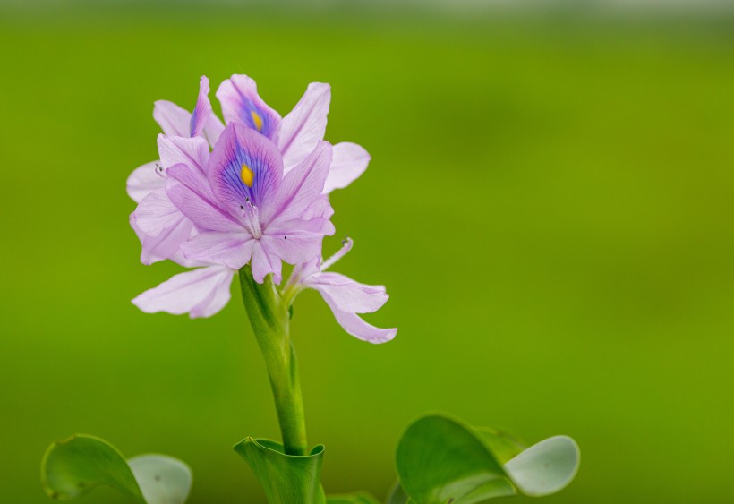 淡紫色清麗的雨久花圖片