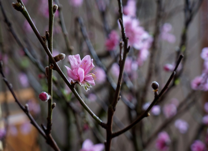 粉色的桃花圖片