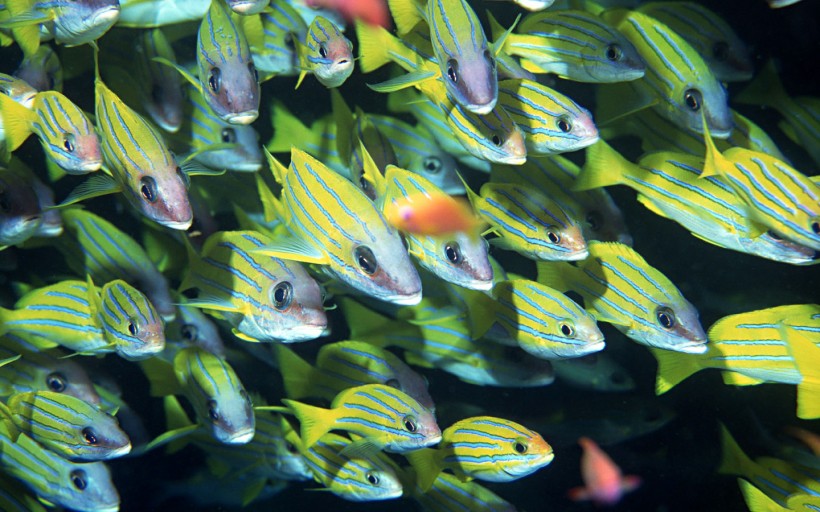 海底鱼群图片