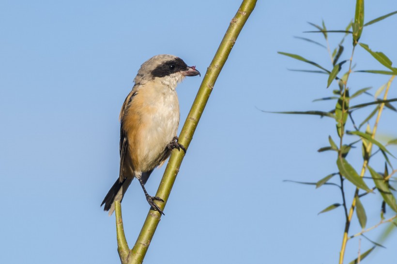 棕背伯勞鳥類圖片