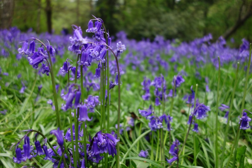 盛開的藍(lán)鈴花圖片