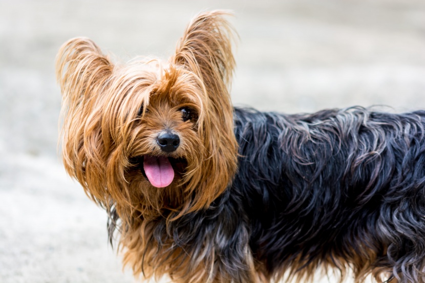 嬌小活潑的約克夏梗犬圖片