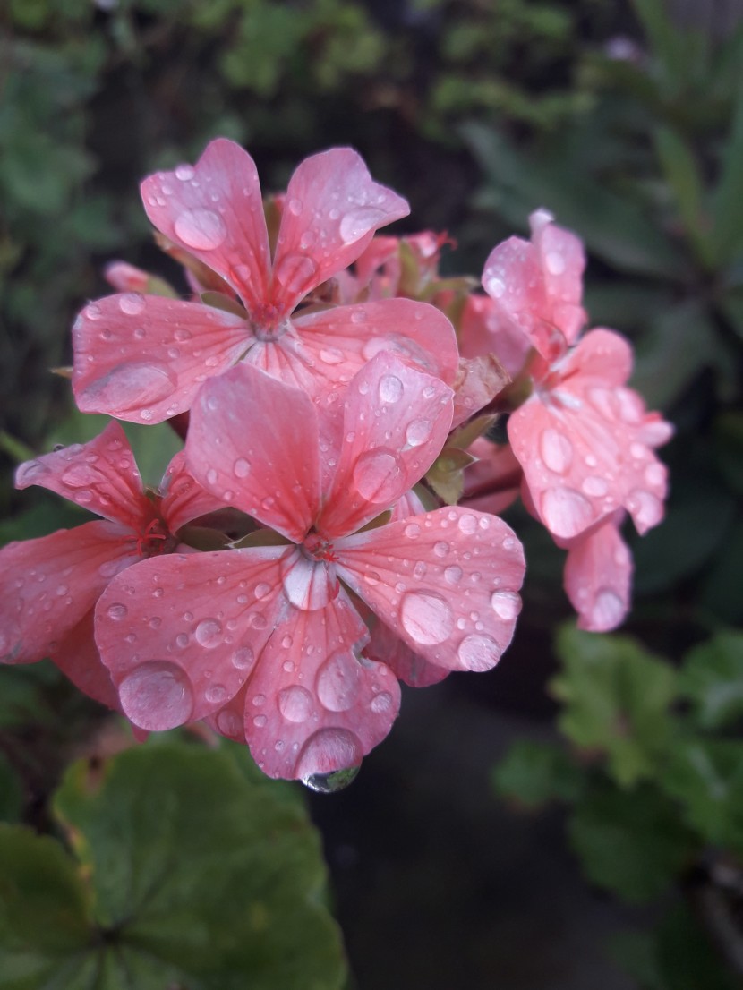 雨后的鲜花图片