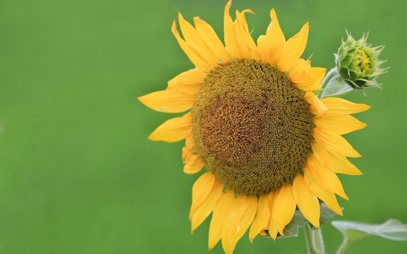 唯美護(hù)眼太陽花圖片