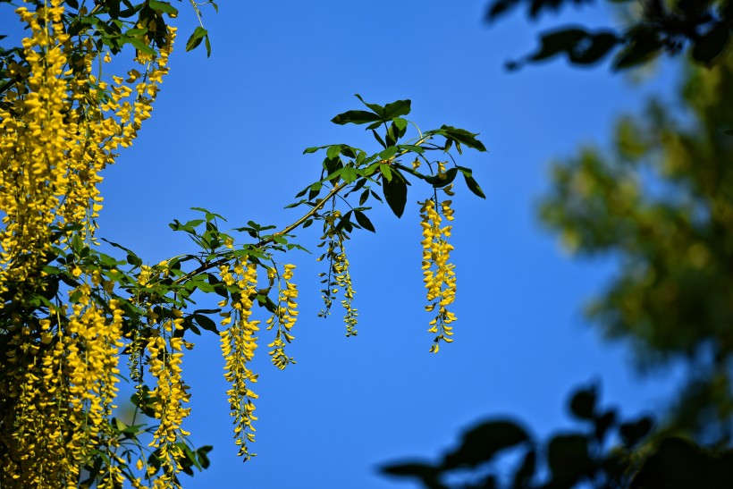 花团锦簇的金色金链花图片