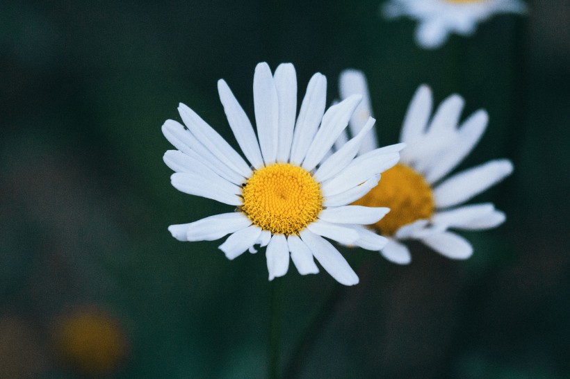 白色淡雅的雛菊花圖片