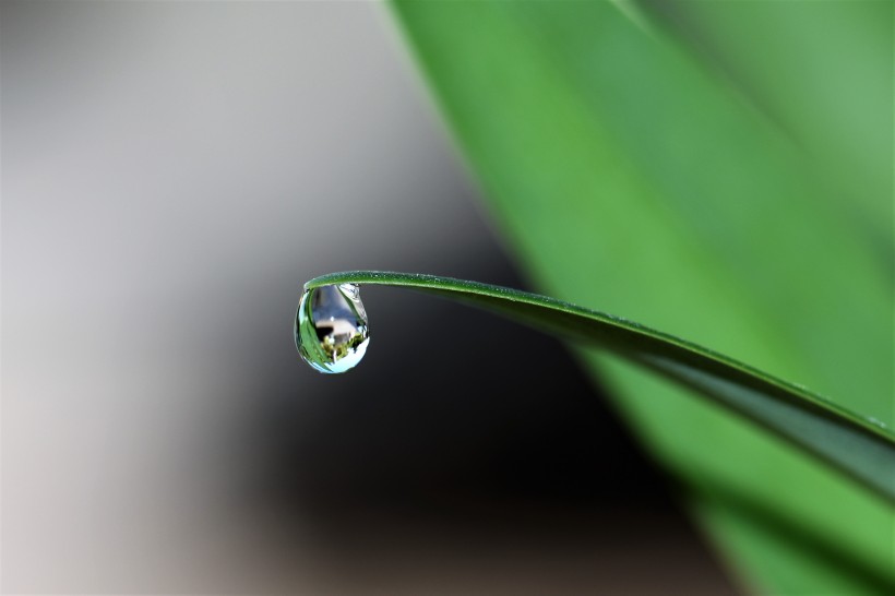 葉子上的水珠圖片