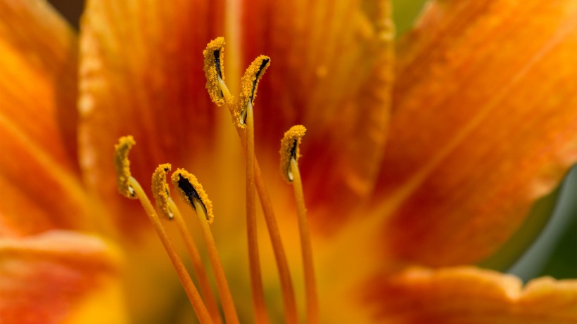 鲜花花蕊特写图片