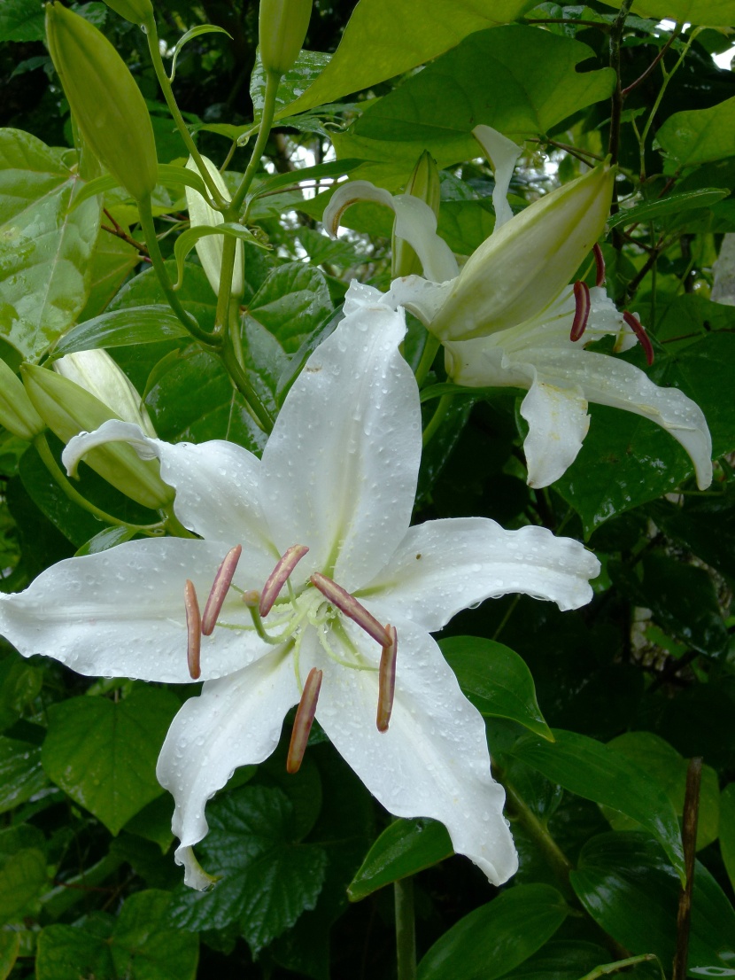 淡雅的白色百合花图片