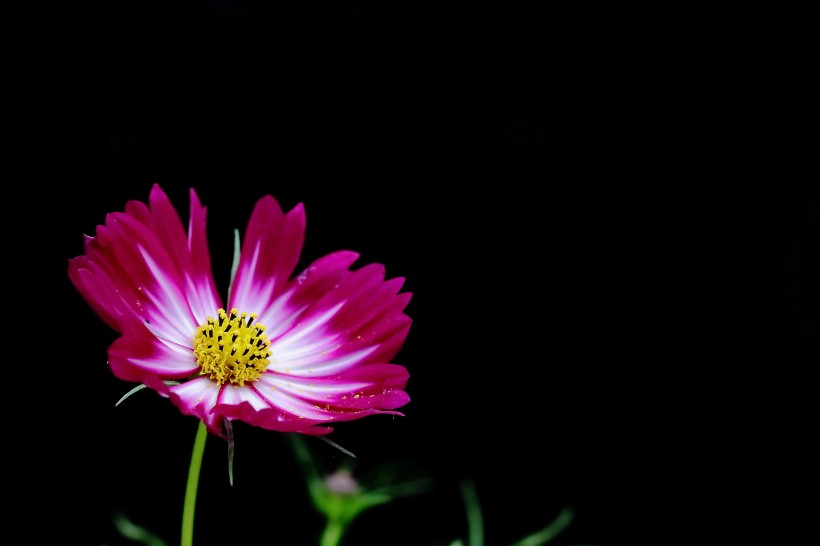 淡雅的格桑花图片