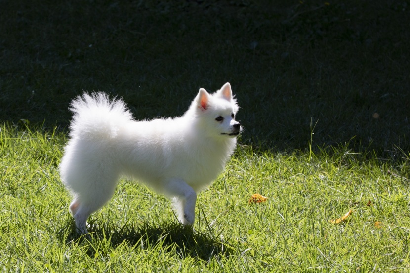 活泼好动的博美犬图片